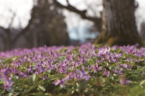 八津鎌足のカタクリ
